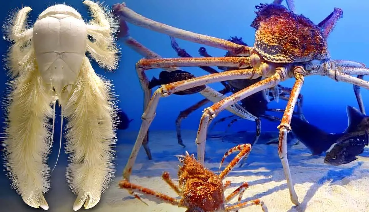 creepy crustaceans